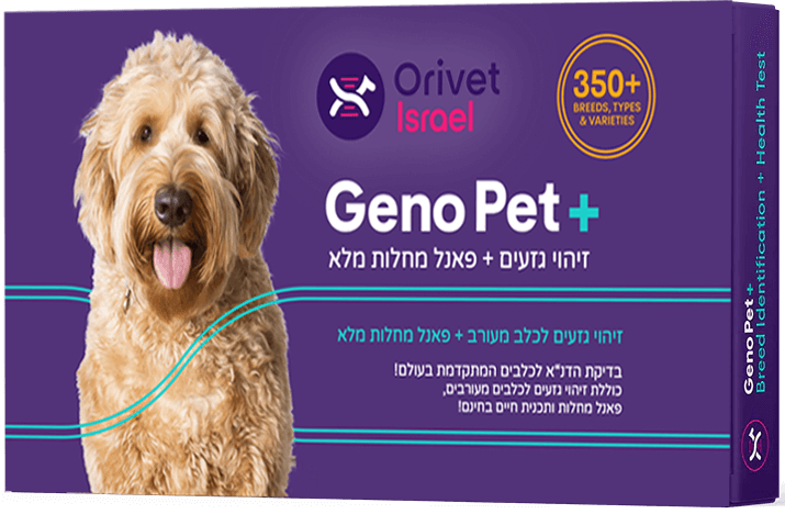 בדיקת זיהוי מחלות אצל כלבים