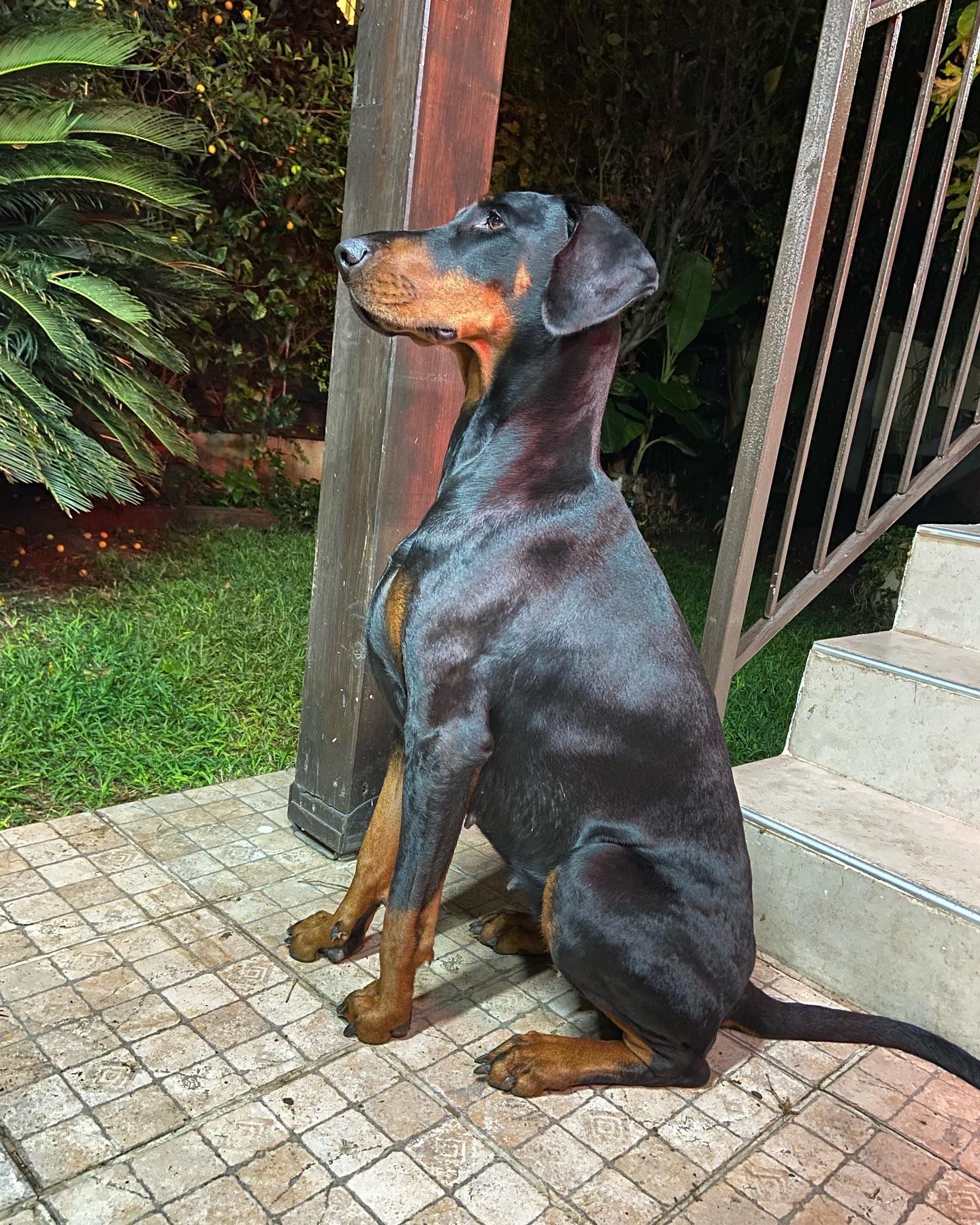 בדיקת גזע לכלב | בדיקת די אן אי לכלבים – Orivet Israel