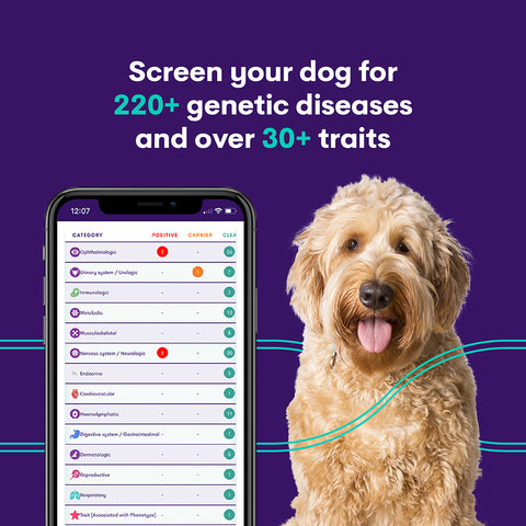 בדיקת זיהוי מחלות אצל כלבים